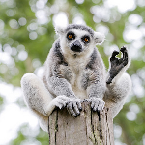 lol猴子摄影照片_环尾狐猴 (lemur catta)