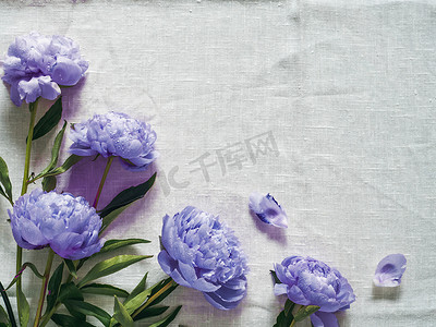 金凤凰牡丹摄影照片_白色桌布上的紫牡丹花束