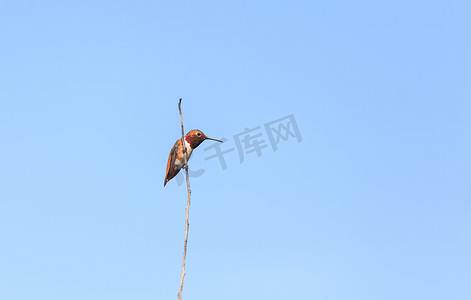 红褐色蜂鸟，Selasphorus rufus