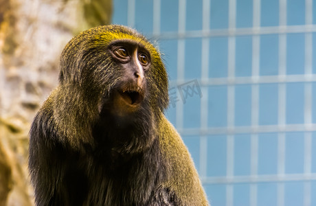 有趣的猫头鹰脸猴子做出惊讶的表情，哈姆林猴子的头特写，脆弱的动物物种
