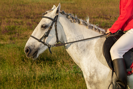 年轻女骑手的裁剪图像，穿着红色的红色和白色的马裤，她的马在傍晚的日落光中。