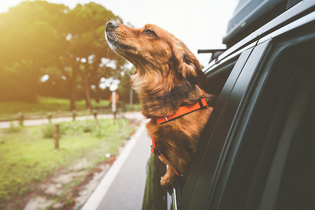 腊肠狗骑在车里，从车窗往外看。