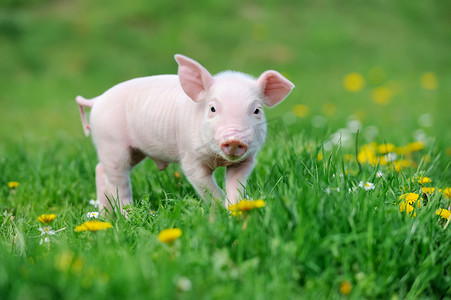 小花小草小气球摄影照片_草地上的小猪