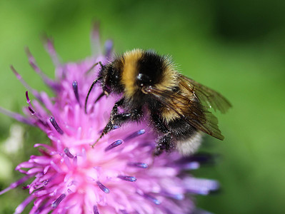 小蜜蜂翅膀摄影照片_石南蜂或小石南大黄蜂，Bombus jonellus