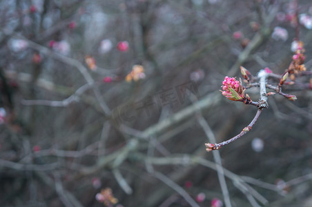 偏离中心的树枝上深粉色花蕾的冷色调特写