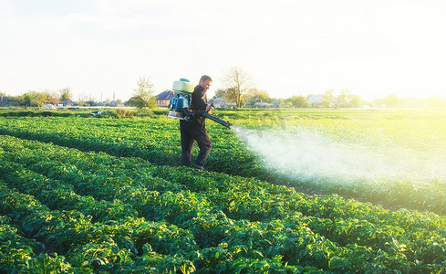 农民在马铃薯种植园喷洒化学硫酸铜，以防止真菌感染。
