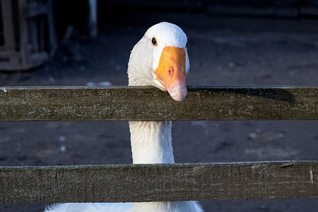 白色小栅栏摄影照片_在木篱芭特写镜头后的白鹅