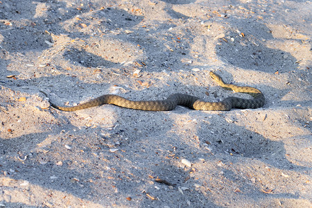 在黑海海滩的危险毒蛇毒蛇Vipera Renardi