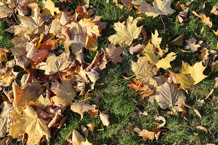秋天黄色和金色的树叶在草地上。