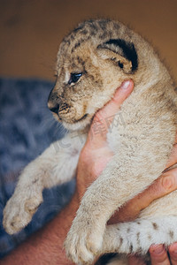 宠物动物园里可爱的小狮子幼崽。