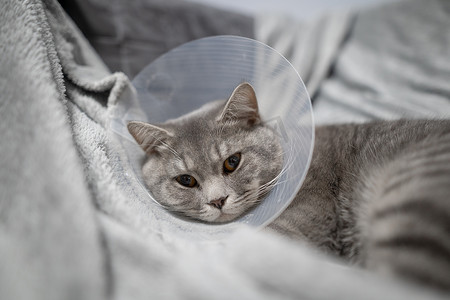 手术后，家养的灰色英国短毛猫，橙色的眼睛，戴着保护项圈，坐在家里的沙发上。