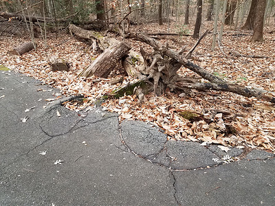 有树干和根的损坏的黑色柏油路