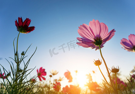 蓝天中的粉红色波斯菊-镜头光晕和阳光。