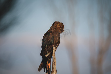 凤头鹦鹉摄影照片_光滑的黑凤头鹦鹉，阿勒达拉，新南威尔士州，澳大利亚。