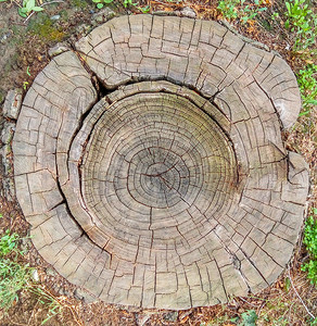 树木扁平摄影照片_树木年轮老木头