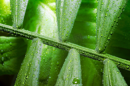 亚热带植物摄影照片_热带植物的绿叶，露珠特写