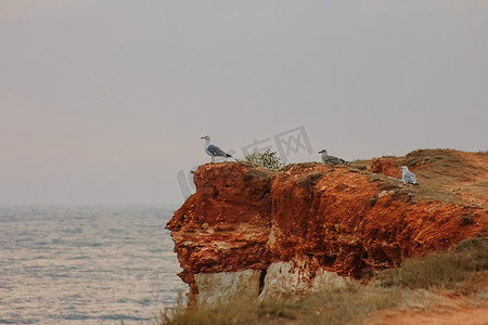 一群野生海鸥在海洋或海上的岩石上