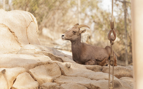 沙漠大角羊，Ovis canadensis