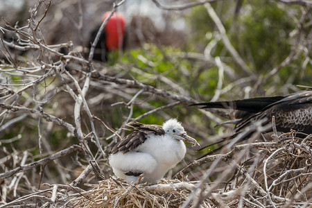 加拉帕戈斯群岛上的军舰鸟 - 北西摩岛的壮丽军舰鸟