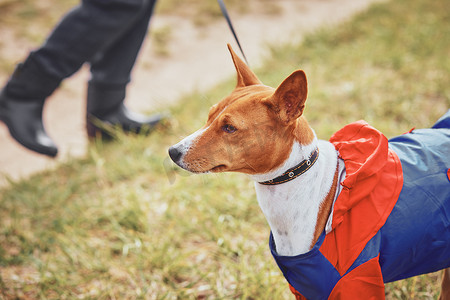 Basenji 狗肖像，穿着春天的衣服，在绿草的背景下在雨中散步。