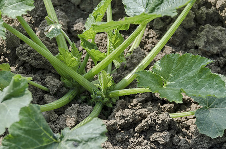 菜园里的蔬菜骨髓（Cucurbita реро）或南瓜床的有机农业