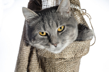 成语动物摄影照片_一只穿着刺灰色虎斑猫颜色的猫从挂在人手上的帆布袋里爬出来