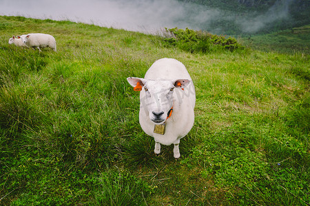 阴天山区农场的绵羊。