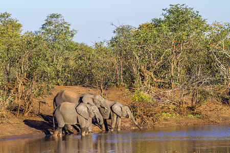 非洲丛林摄影照片_南非克鲁格国家公园的非洲丛林象