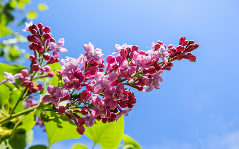 春天花园蓝天背景下的丁香花枝