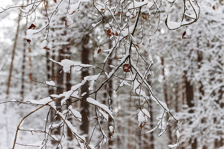 冬季树枝在白霜中的背景雪和白色的天空