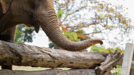 大象耳朵摄影照片_在泰国清迈省湄唐的大象护理保护区，大象以甘蔗和竹子为食时的鼻子特写。