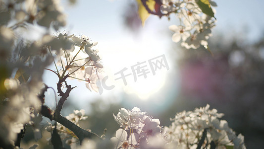 樱桃树春天白色开花，加利福尼亚，美国。