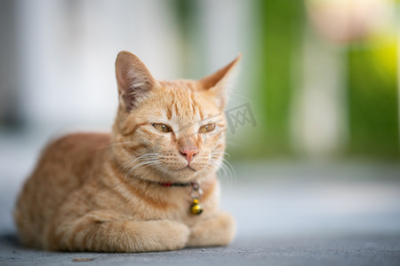 黄猫以面包姿势坐着，眼睛半闭。