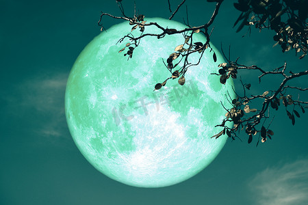 巴克绿色月亮在夜晚红色的天空背面剪影树