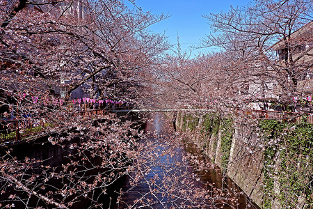 城市河流、传统灯和樱花