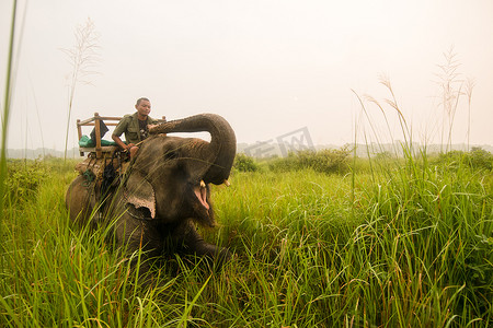 骑着的大象摄影照片_尼泊尔奇特旺的大象野生动物园
