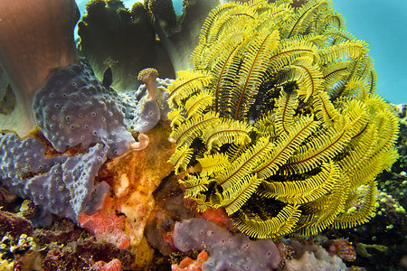 羽毛星，Lembeh，北苏拉威西岛，印度尼西亚