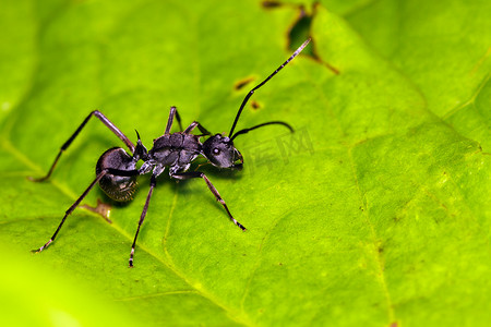 绿叶上蚂蚁（Poyrhachis 潜水）的图像。