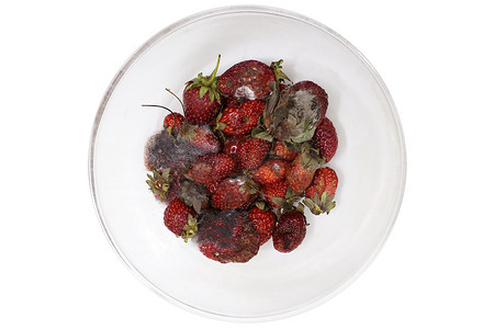 草莓腐烂，腐烂的水果，发霉的水果，碗里的腐烂水果，透明玻璃碗里的草莓腐烂和霉菌