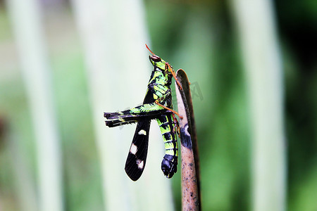昆虫叶子摄影照片_叶子上的黑色蝗虫