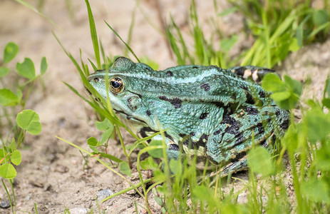 绿色的青蛙坐在池塘边晒太阳
