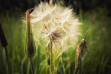 Tragopogon、山羊胡或婆罗门参就像一朵巨大的蒲公英花。