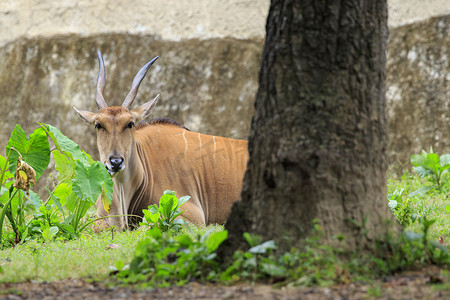 大屏登陆摄影照片_普通大羚羊、大羚羊、南大羚羊、大羚羊 (Taurotragus oryx) 的图像