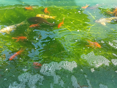 烫金色锦鲤摄影照片_水中的橙色和白色鱼