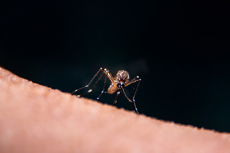 条纹蚊子正在吃人皮肤上的血的特写
