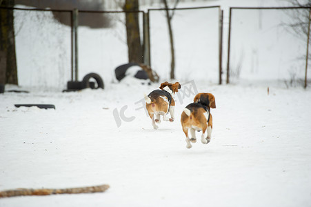 比格犬的狗在冬天的户外雪地里玩耍