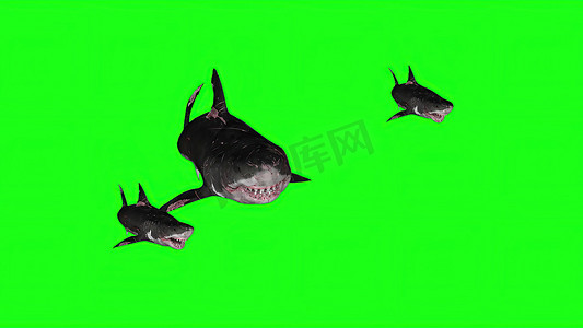 3d 插图-绿色背景上的鲨鱼