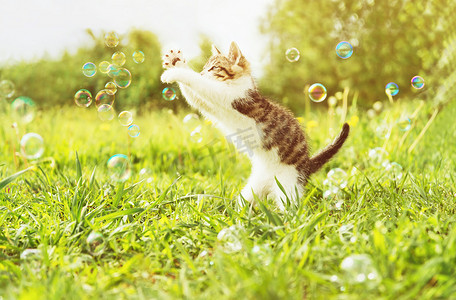 气泡猫摄影照片_好奇小猫和肥皂泡
