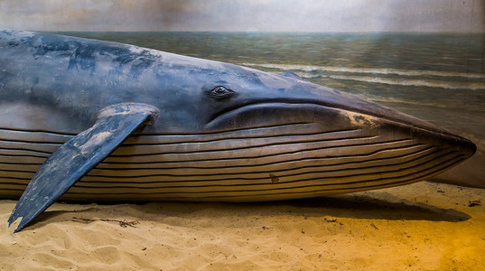 人工海滩上鲸鱼雕塑的特写，被冲上海岸的哺乳动物