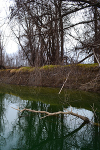 李佳琦带货摄影照片_柳树落入冰冷的河水2
